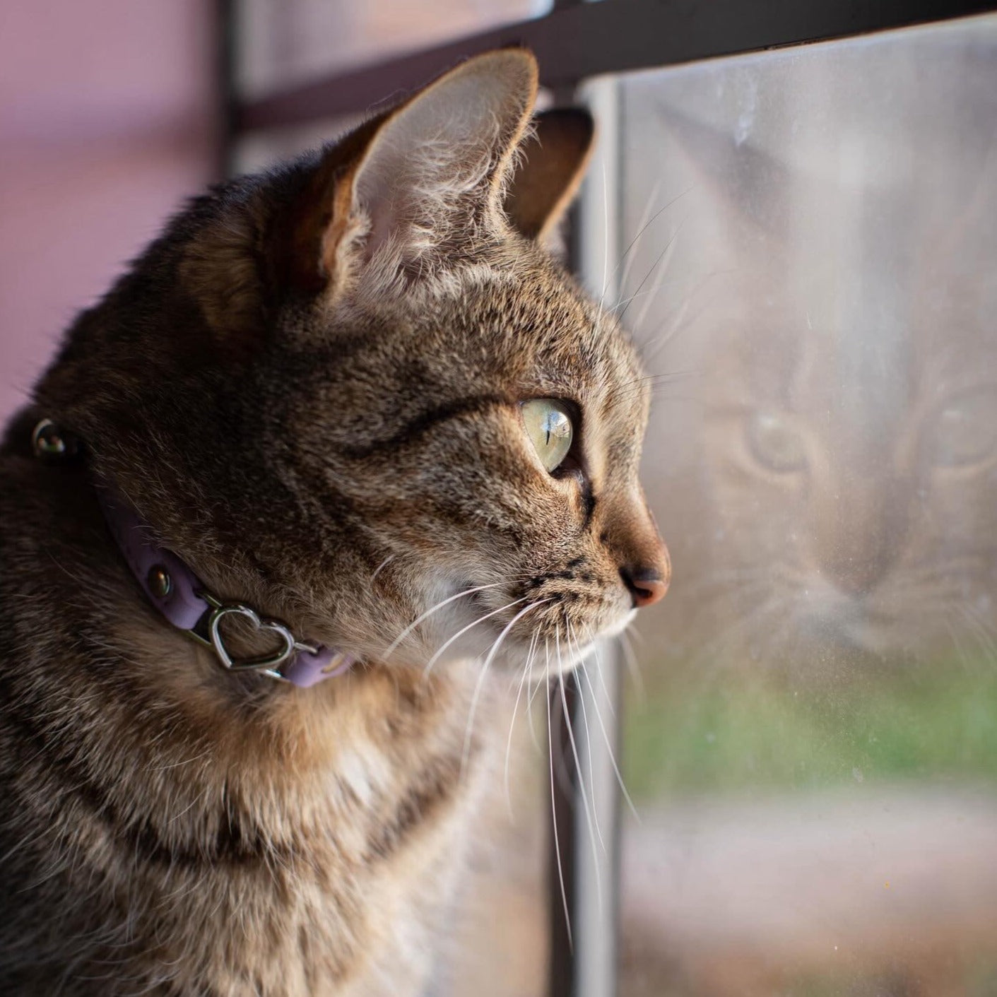 Cat Collar - Lilac