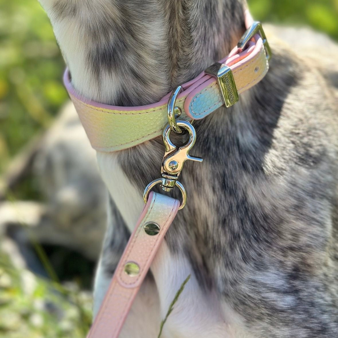 Wide Dog Collar - Daydream