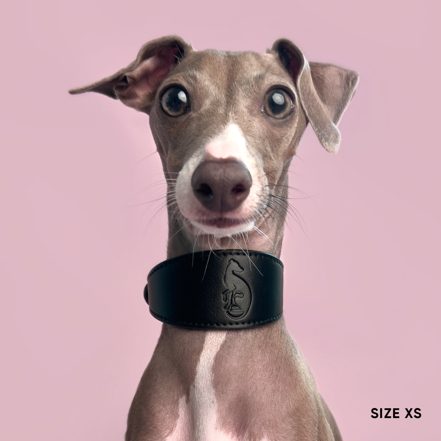 Lovehound Dog Collar - Black