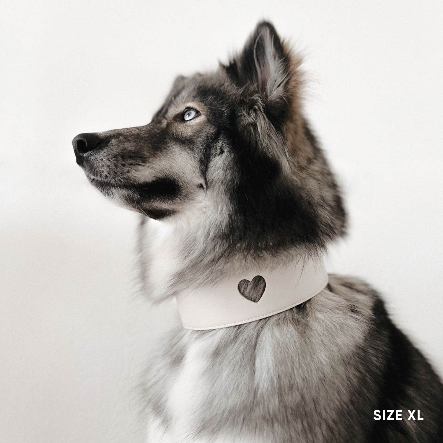 Sweetheart Dog Collar - Cream