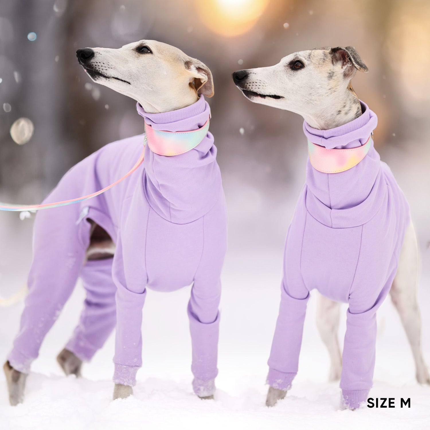 Wide Dog Collar - Daydream