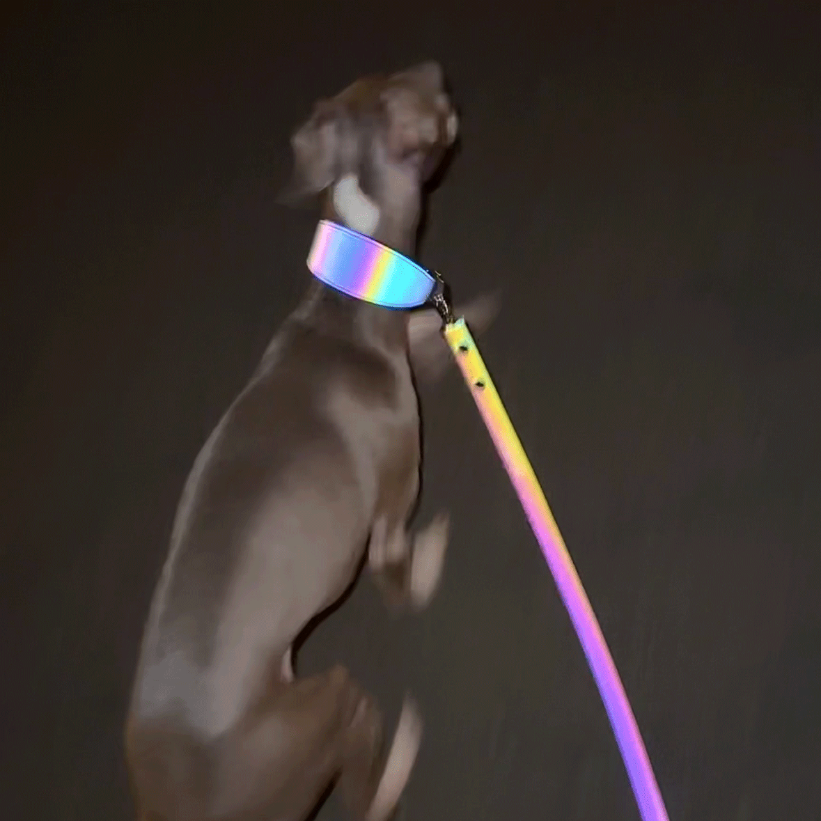 Wide Dog Collar - Galaxy
