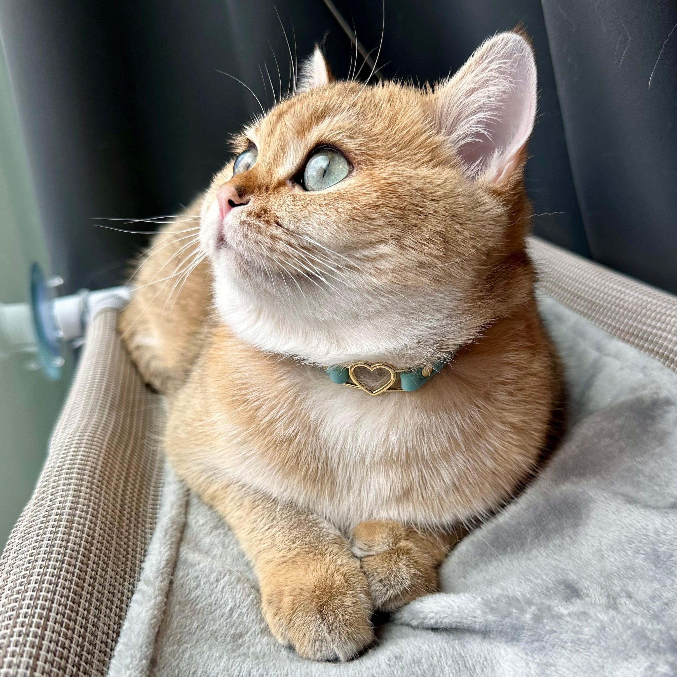 Cat Collar - Aqua