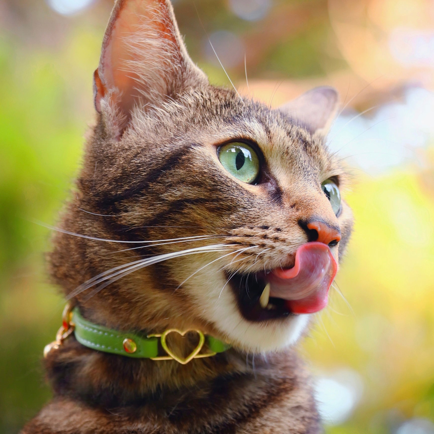 Cat Collar - Green