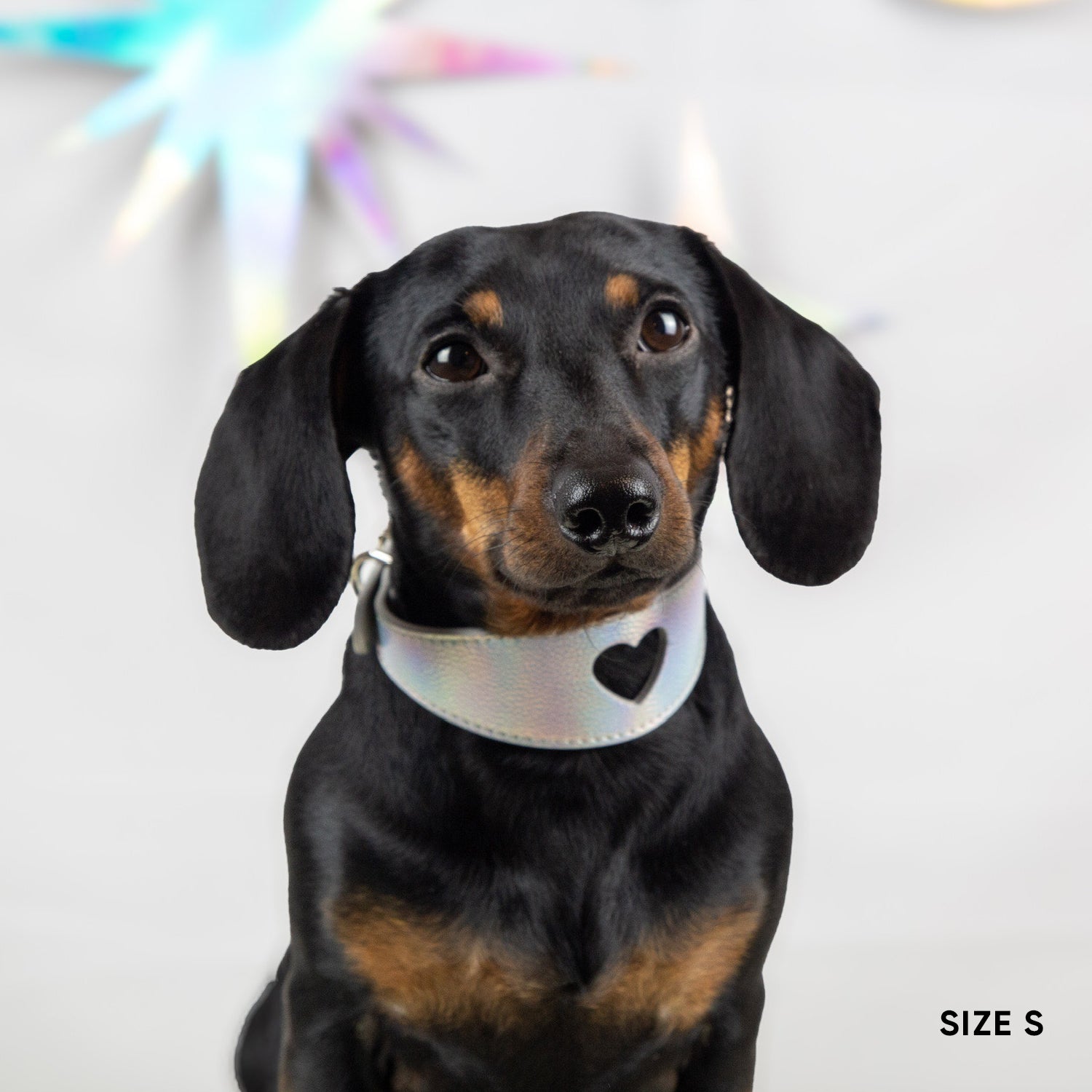 Sweetheart Dog Collar - Holo Silver