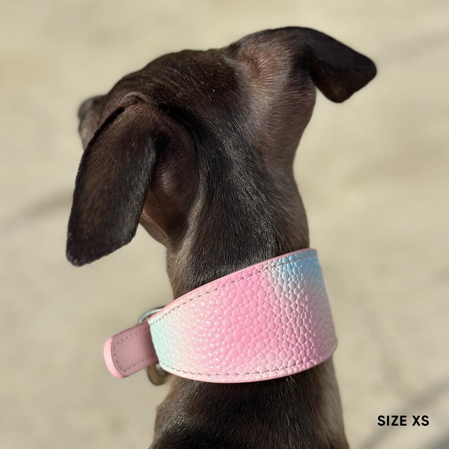 Wide Dog Collar - Daydream