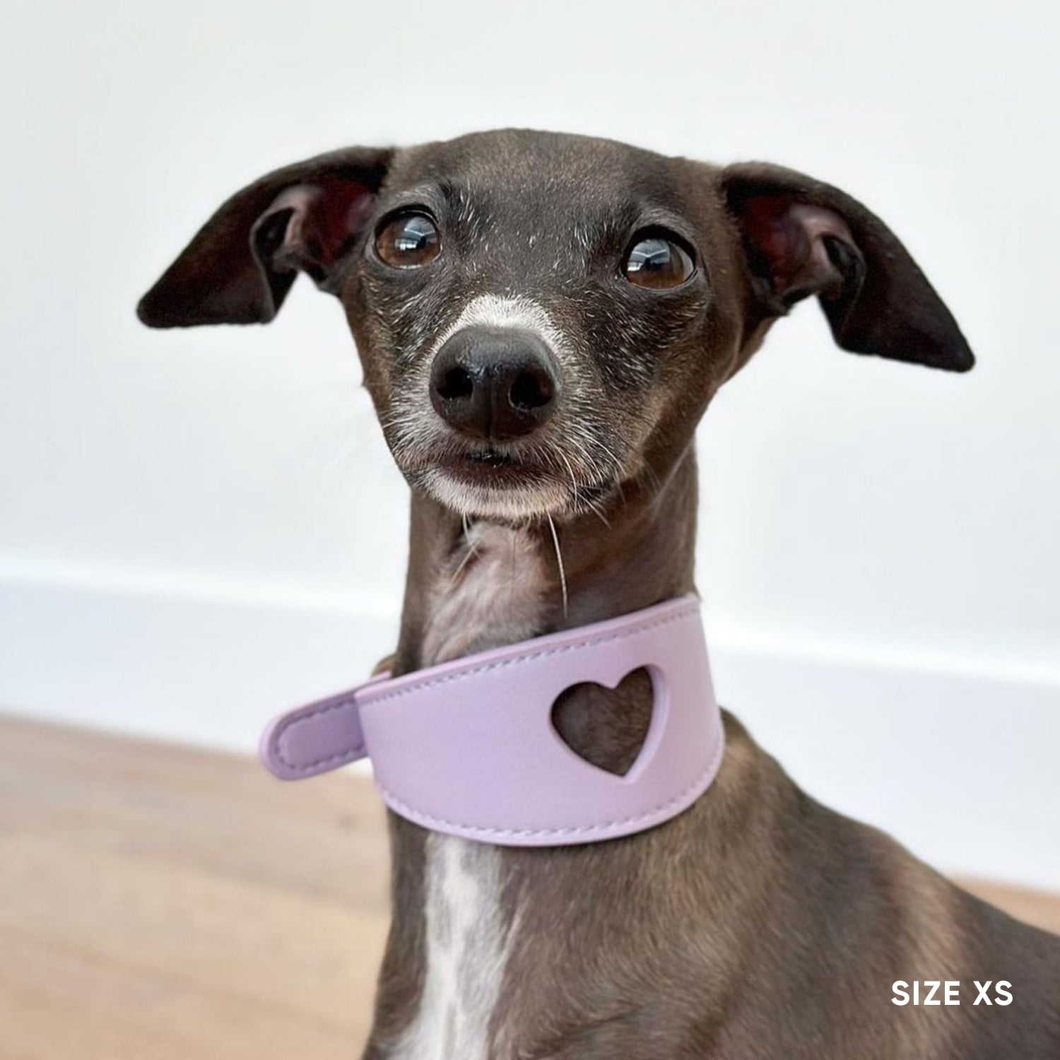 Sweetheart Dog Collar - Lilac