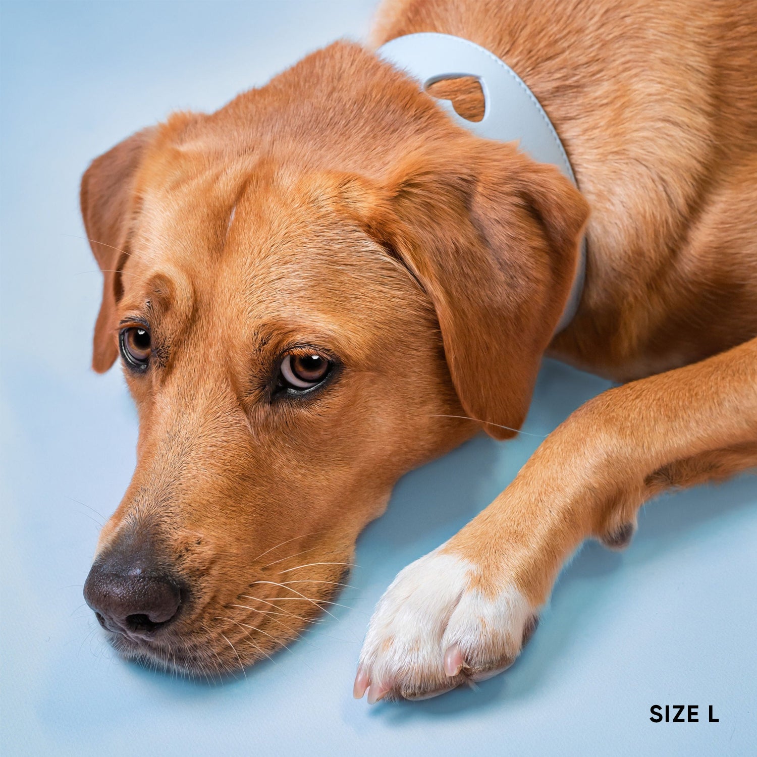 Sweetheart Dog Collar - Sky Blue