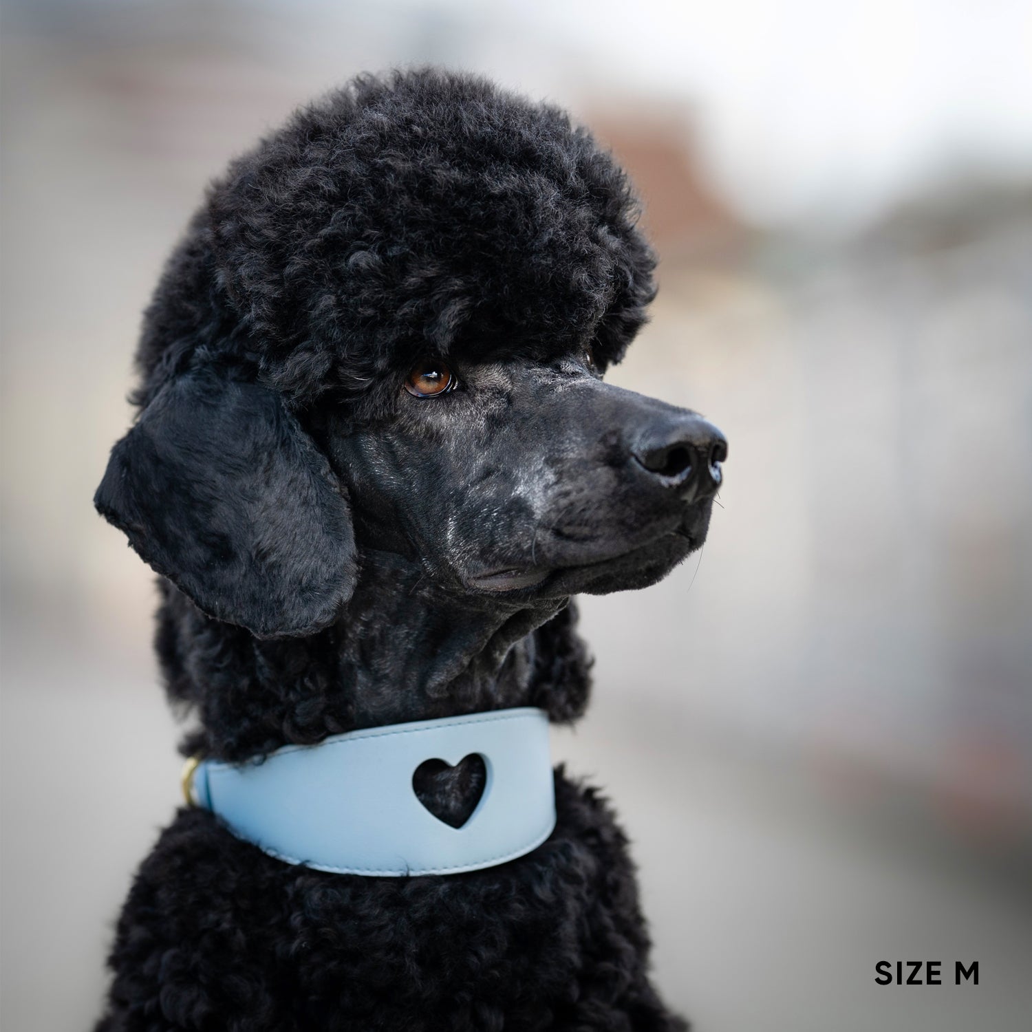 Sweetheart Dog Collar - Sky Blue