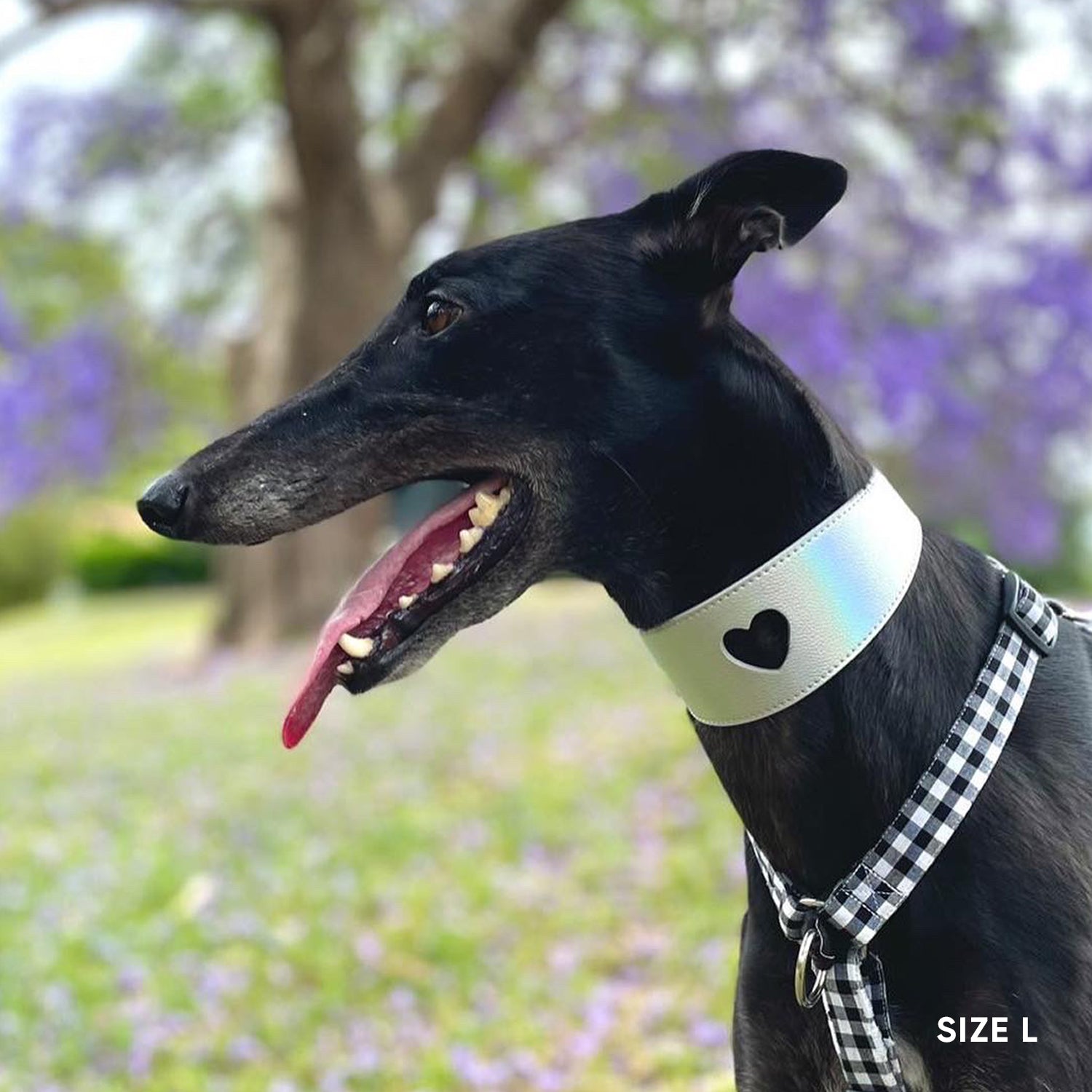 Sweetheart Dog Collar - Holo Silver