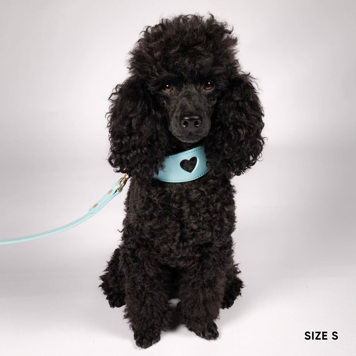 Sweetheart Dog Collar - Aqua