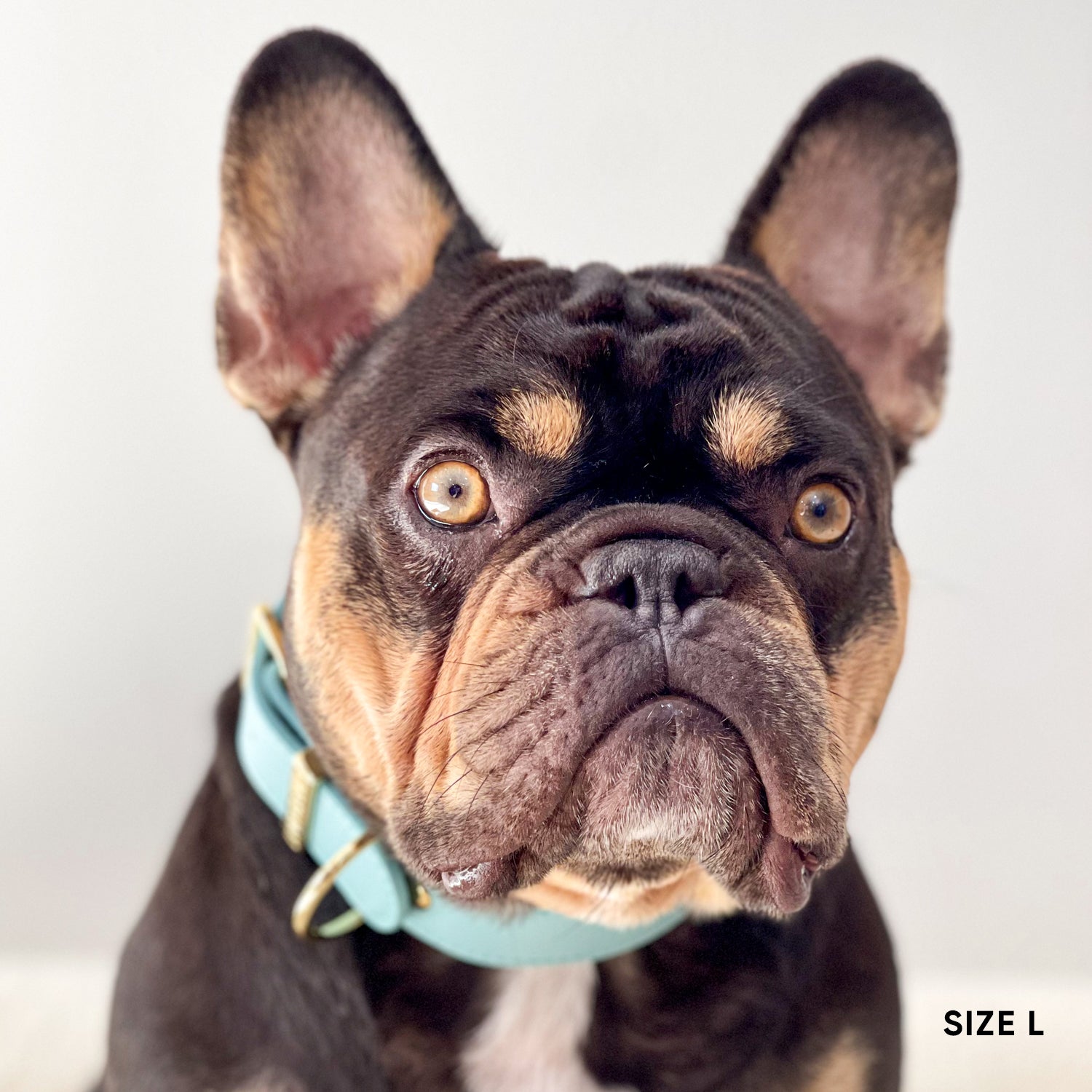 Classic Dog Collar - Aqua