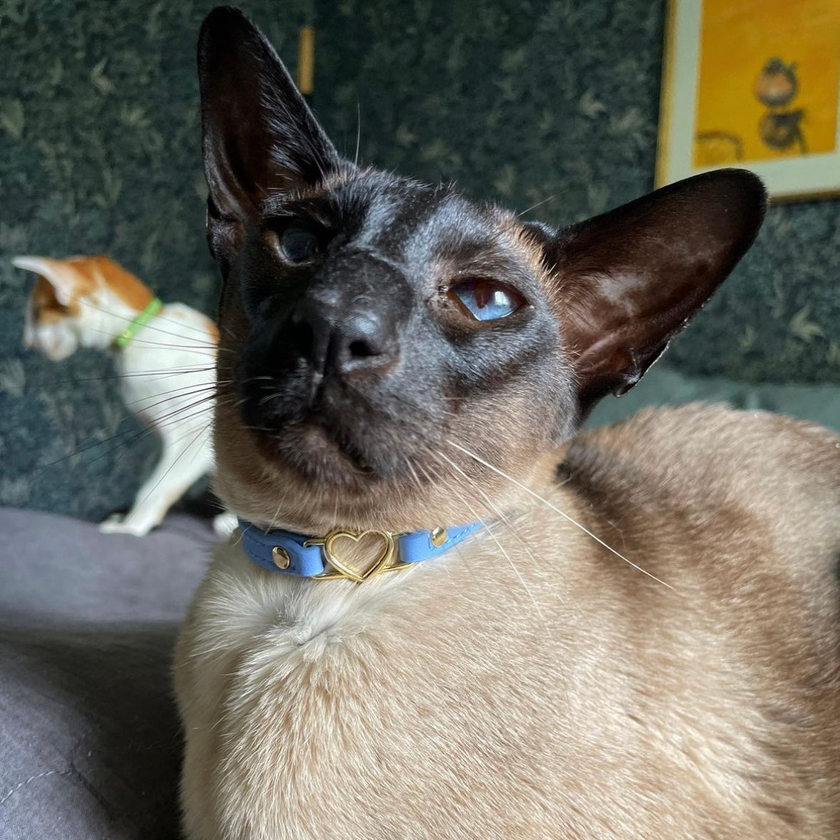 Cat Collar - Periwinkle