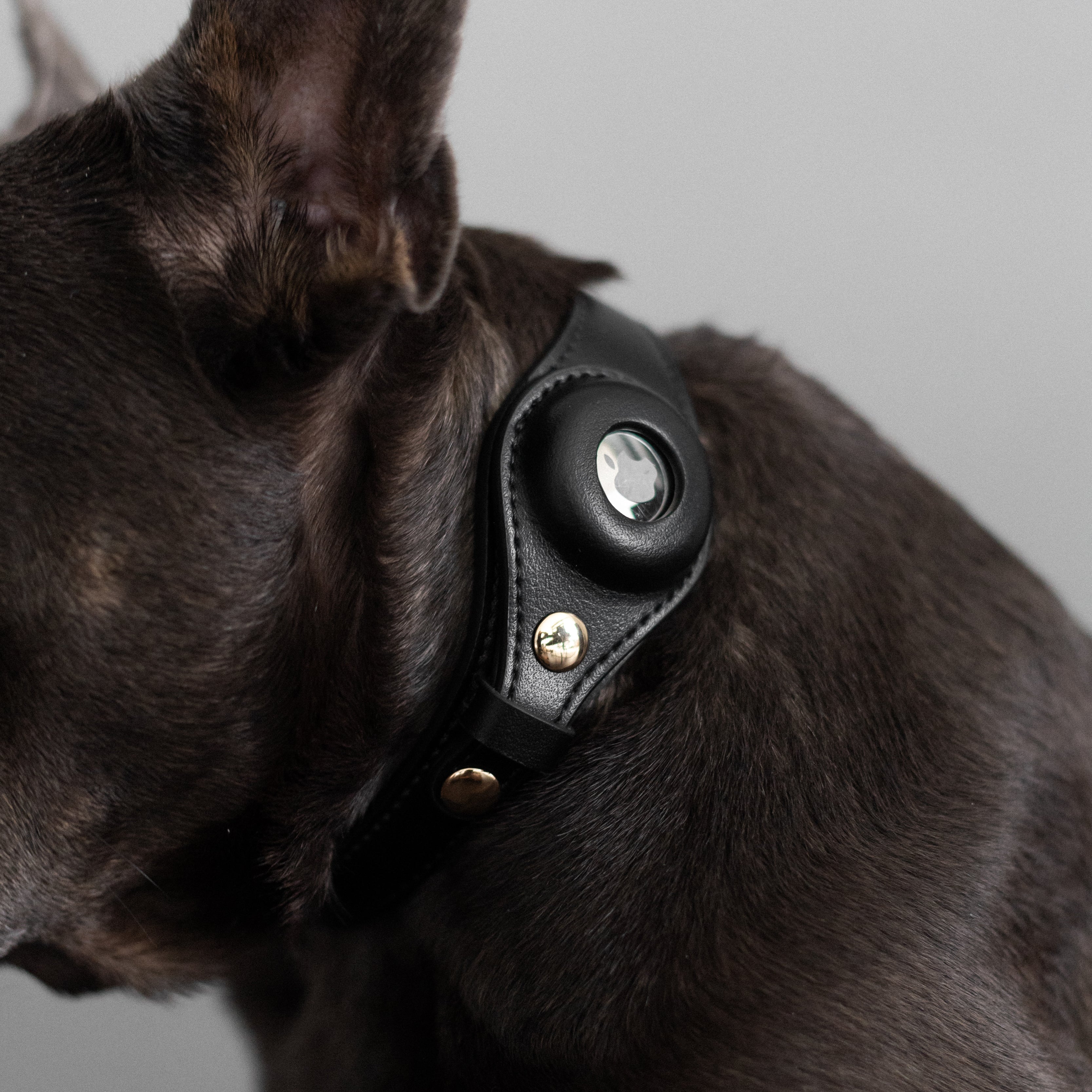 Airtag Dog Collar - Black