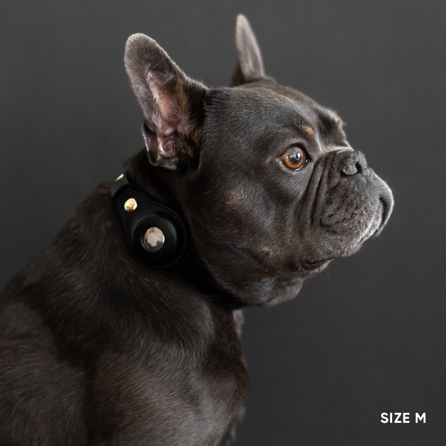 Airtag Dog Collar - Black