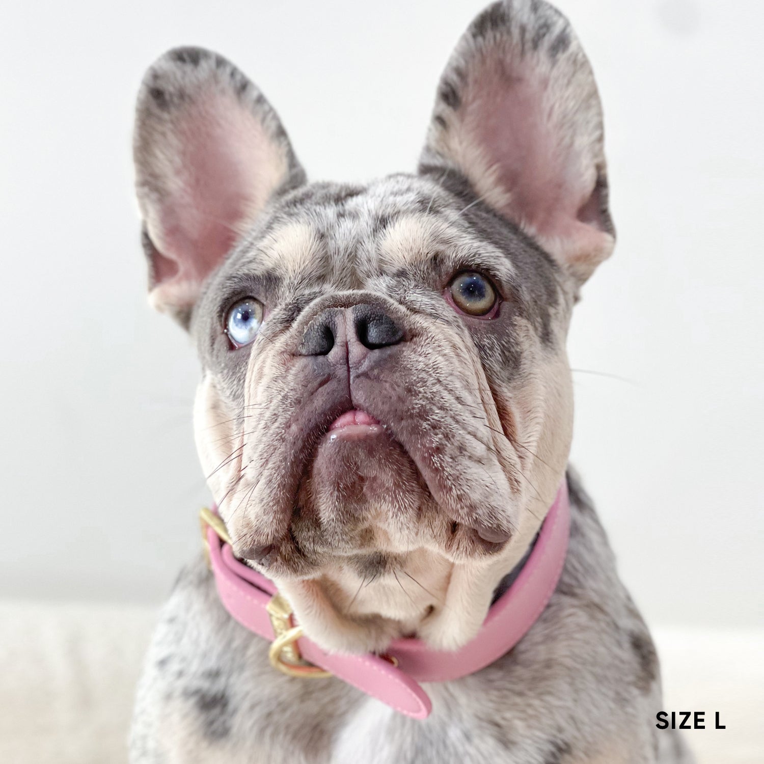 Classic Dog Collar - Blossom Pink