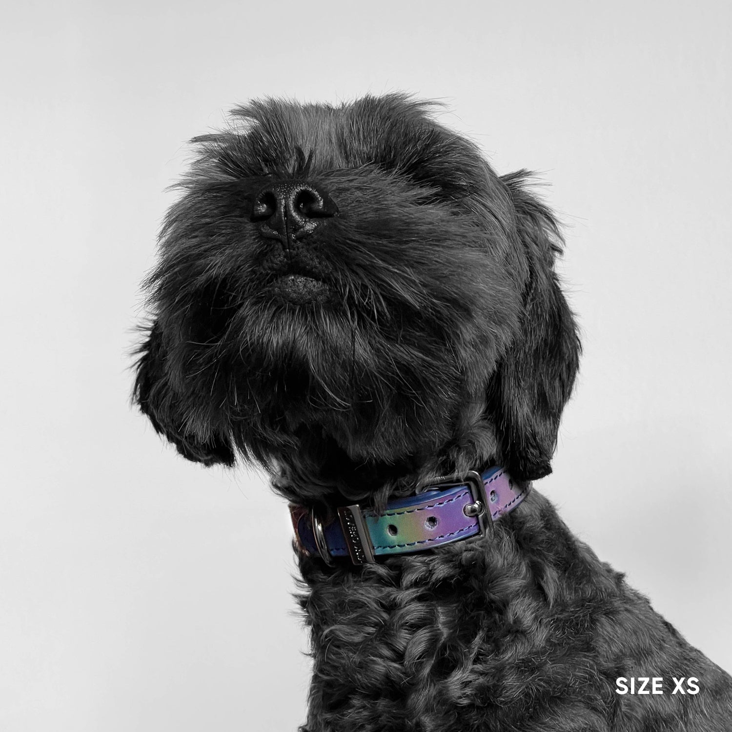 Classic Dog Collar - Galaxy