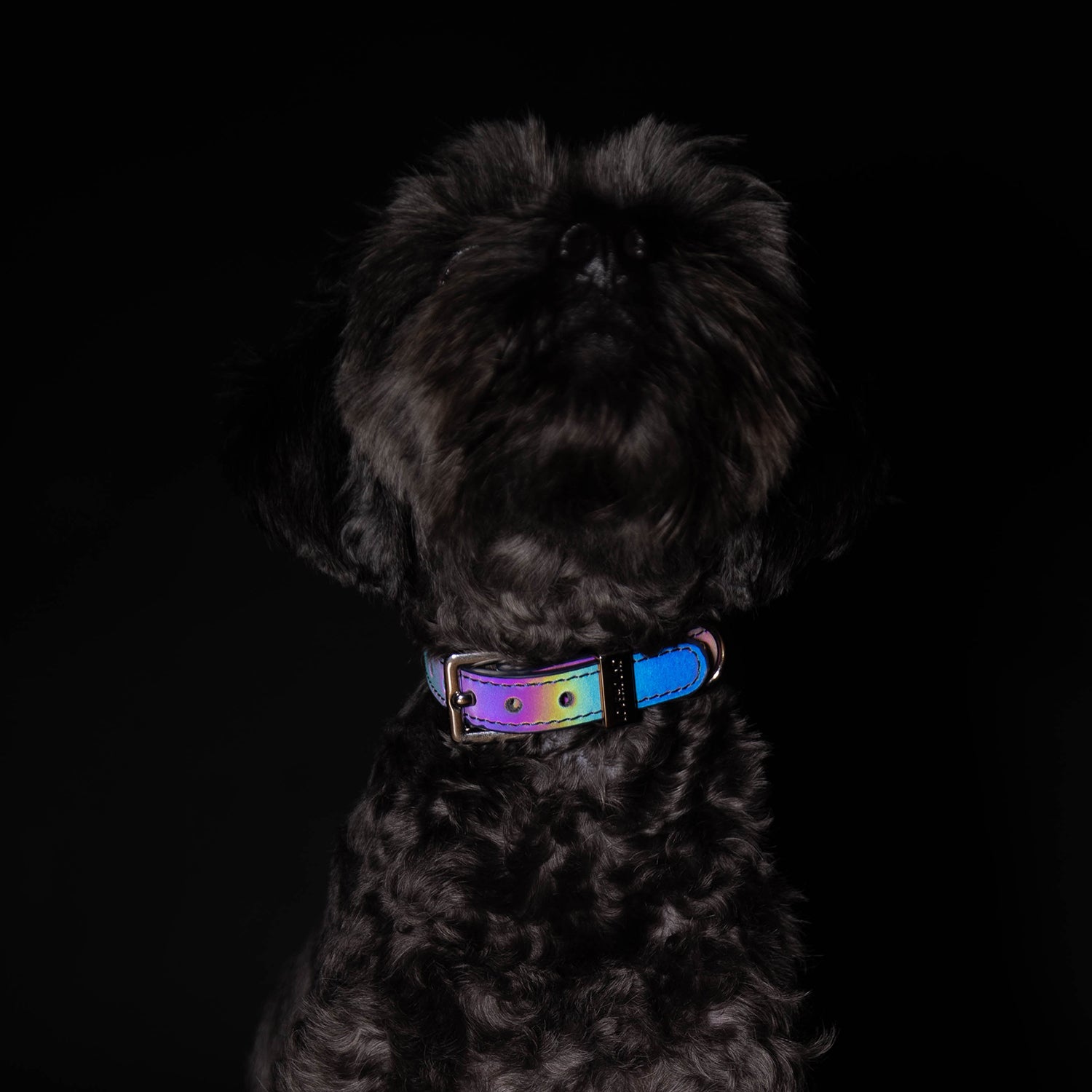 Classic Dog Collar - Galaxy