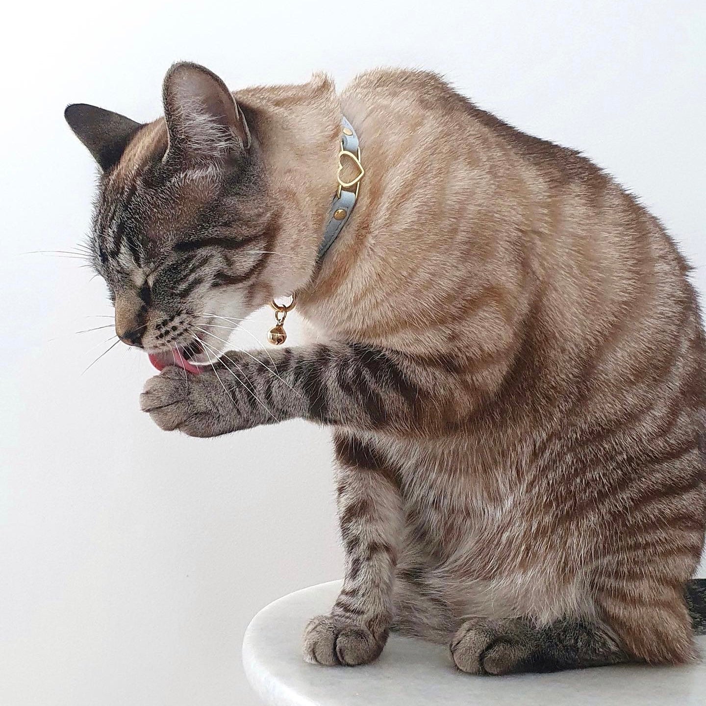 Cat Collar - Sky Blue