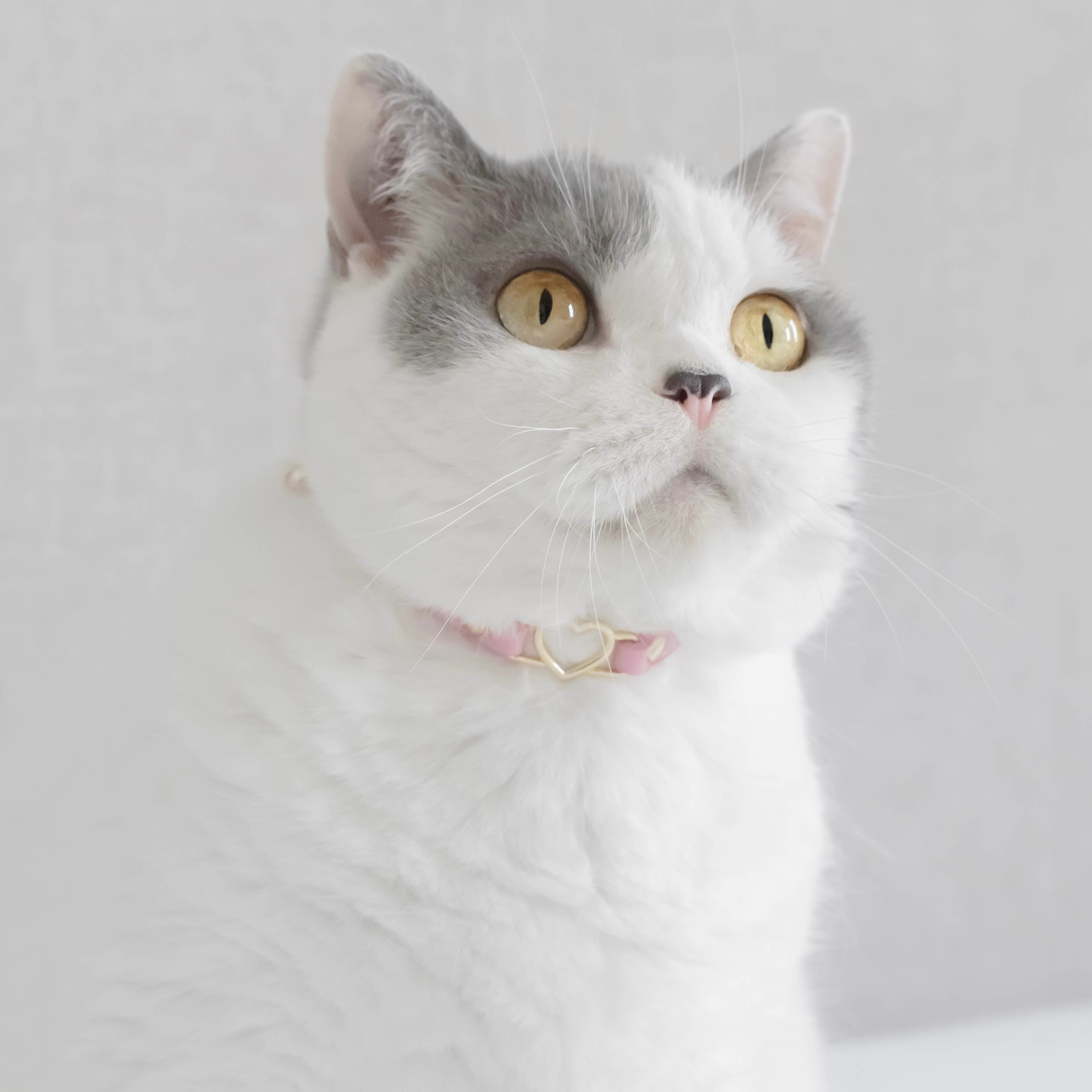 Cat Collar - Blossom Pink
