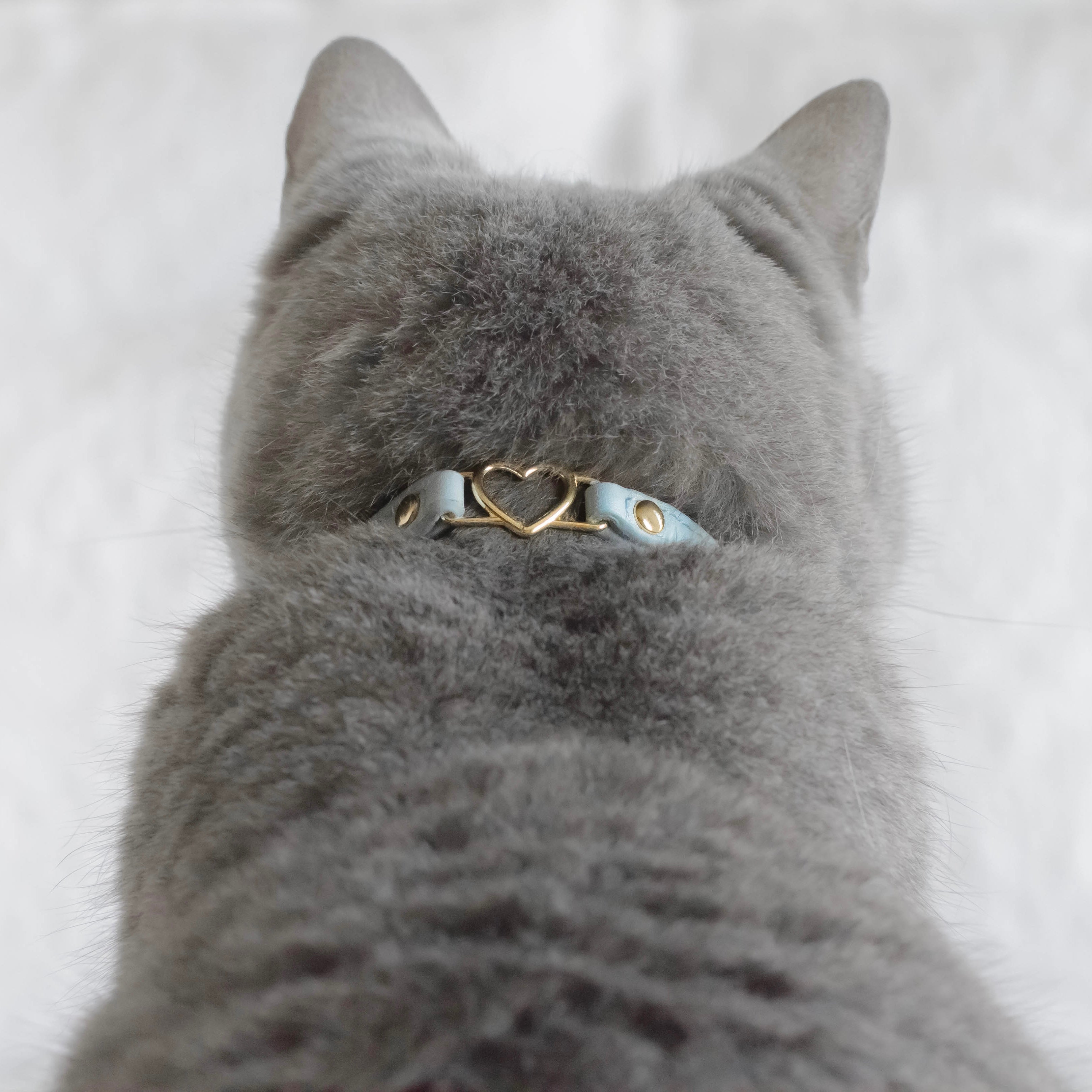 Cat Collar - Sky Blue