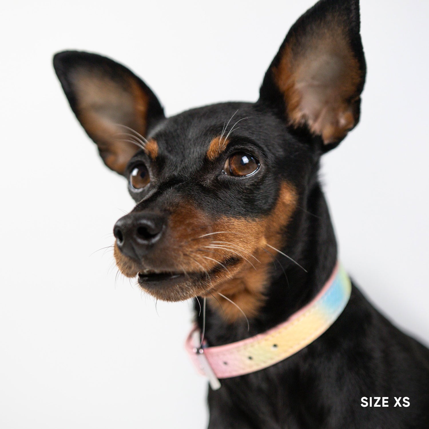 Classic Dog Collar - Daydream