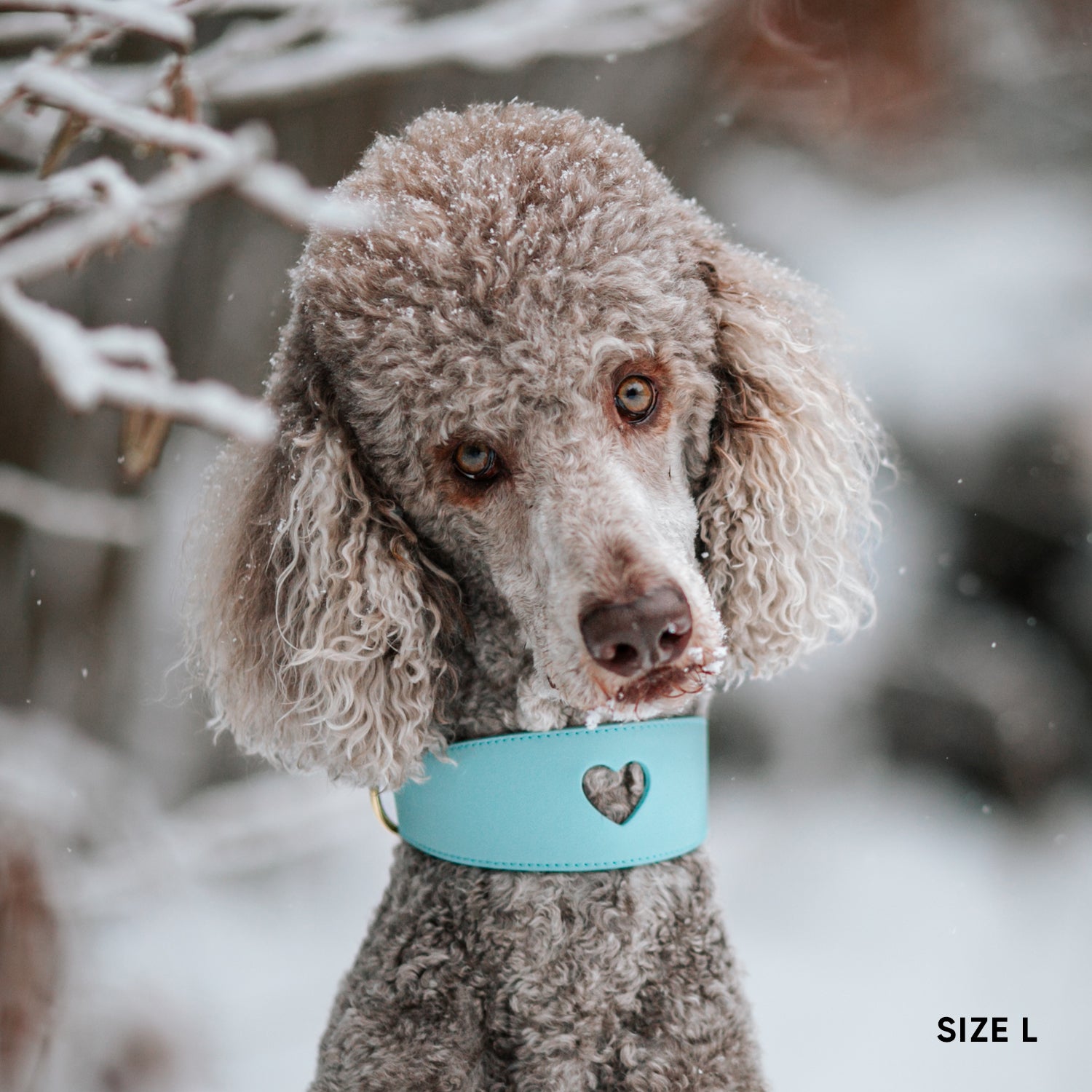 Sweetheart Dog Collar - Aqua