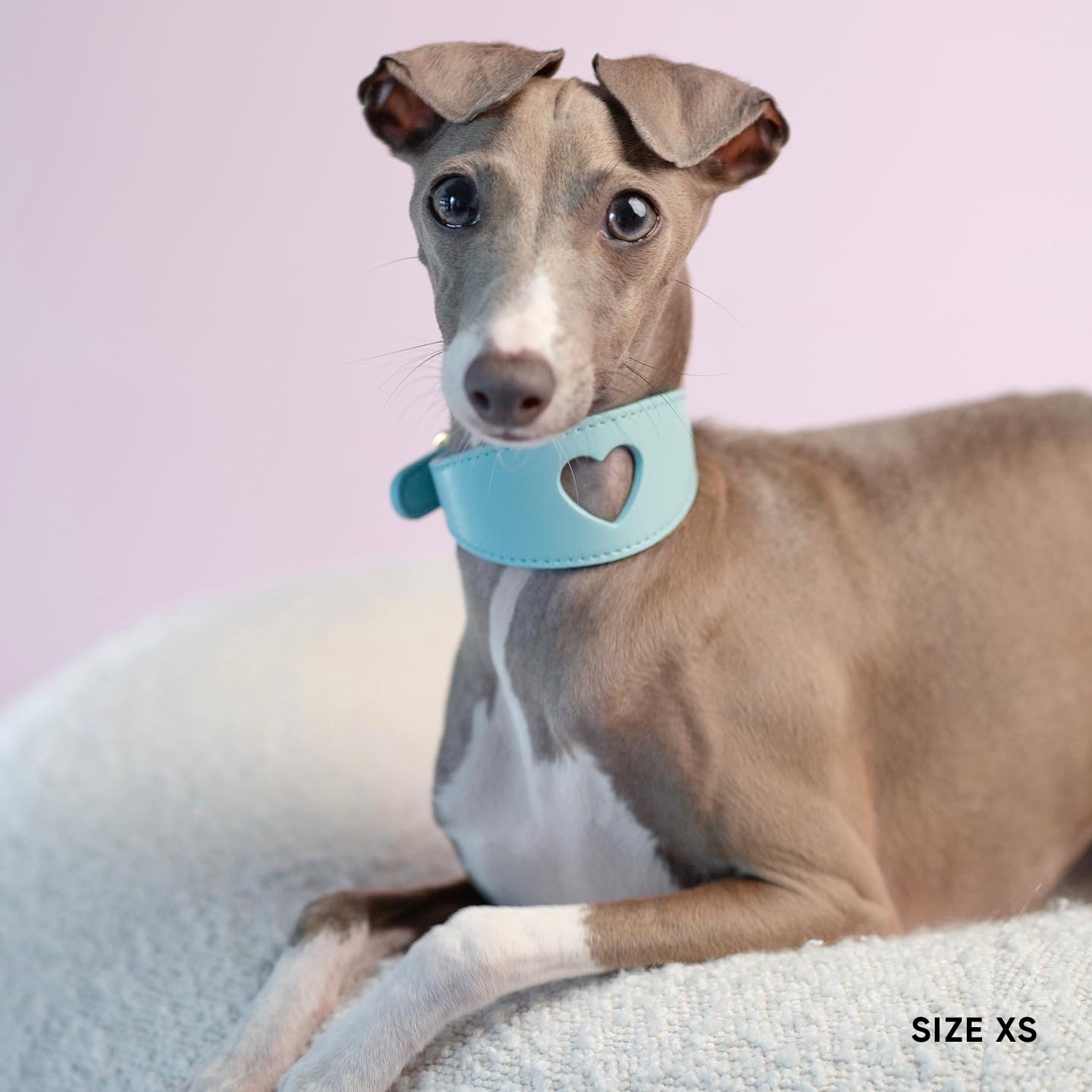 Sweetheart Dog Collar - Aqua