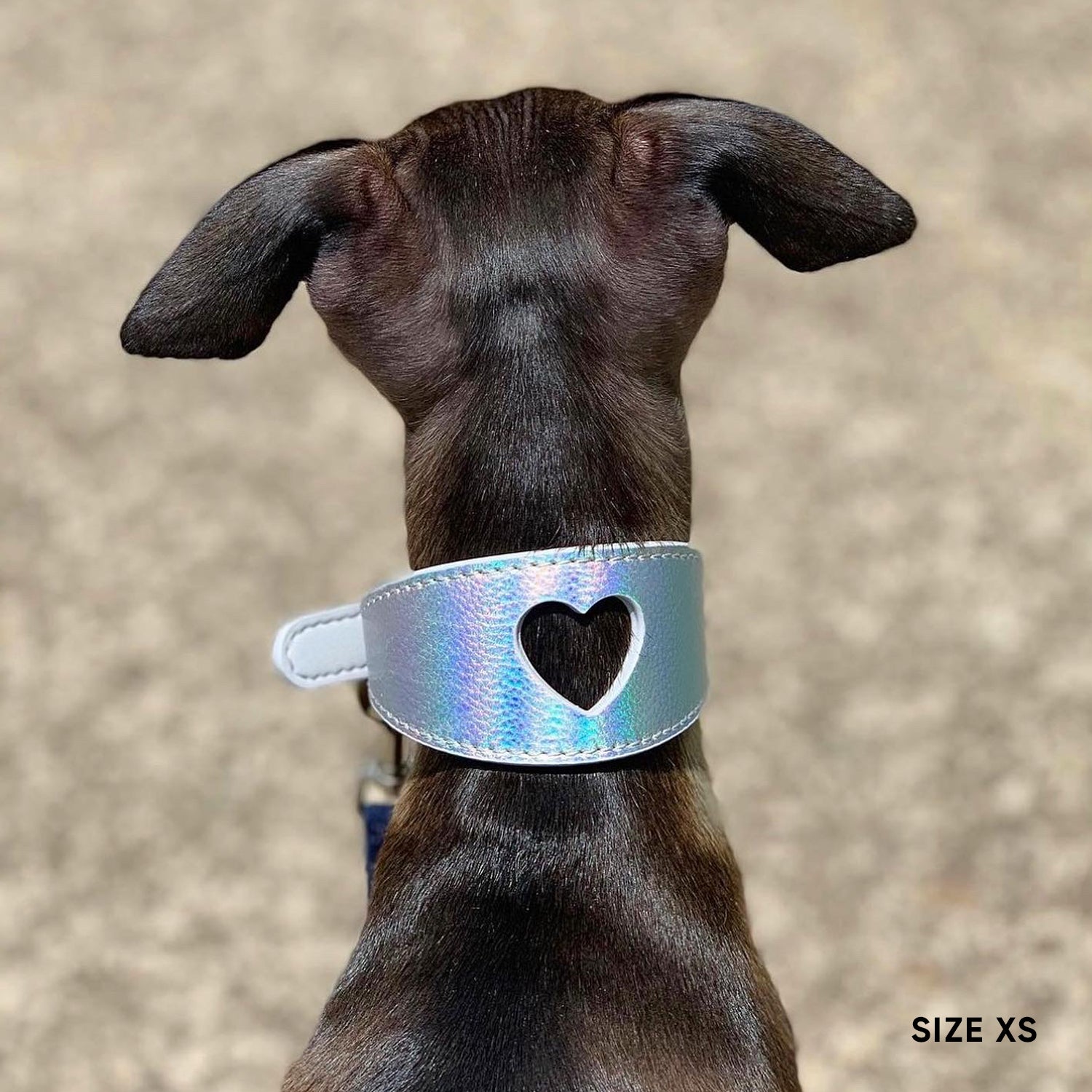 Sweetheart Dog Collar - Holo Silver