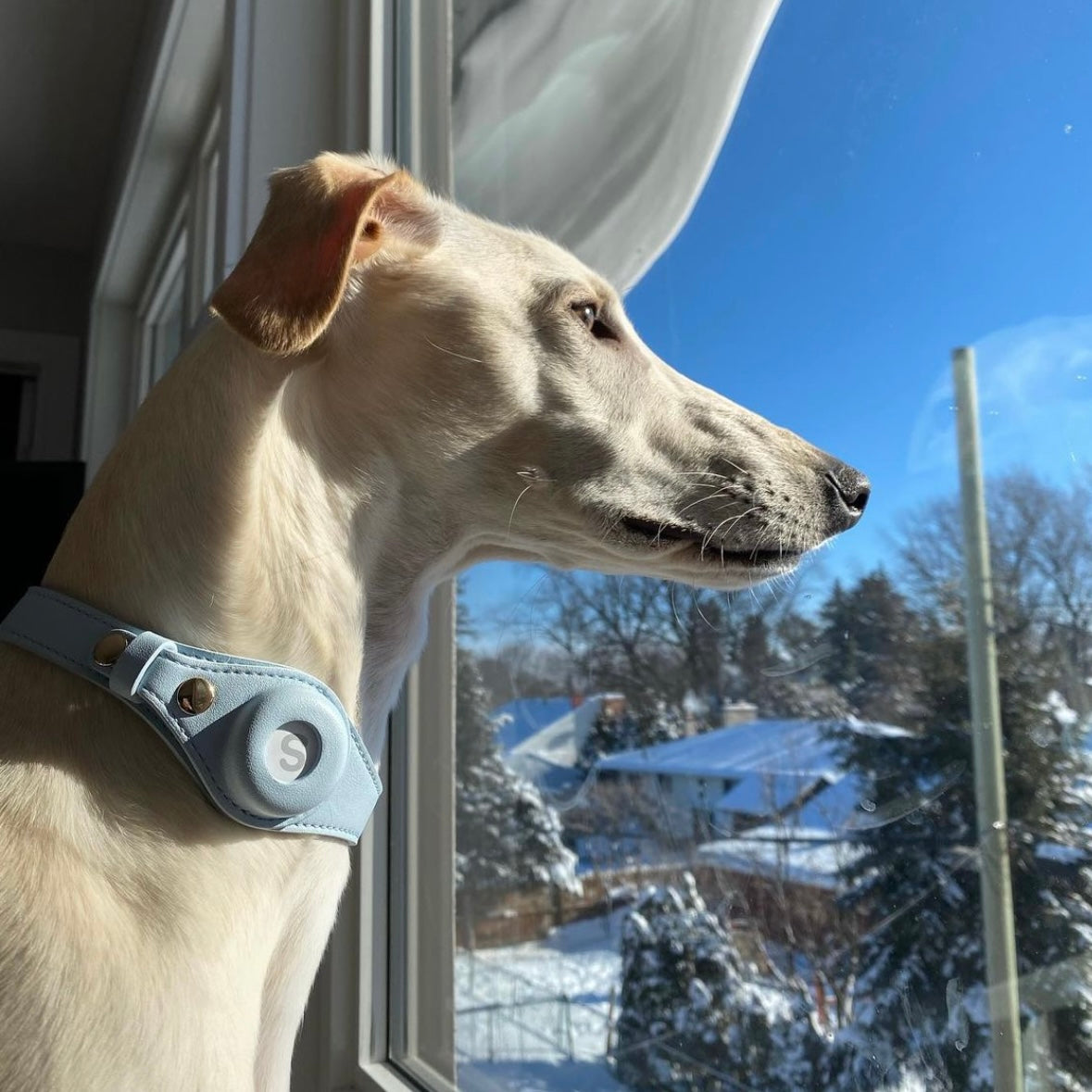 Airtag Dog Collar - Sky Blue
