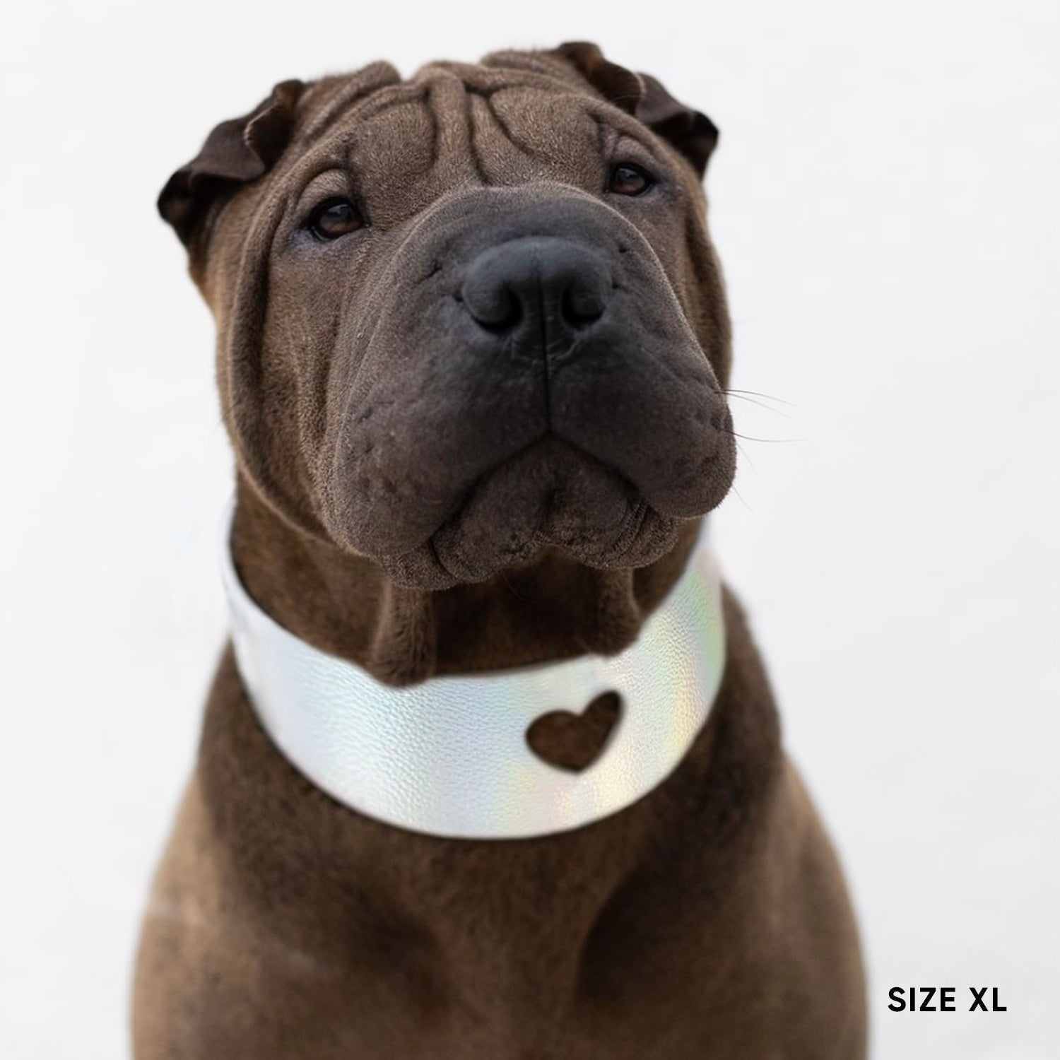 Sweetheart Dog Collar - Holo Silver